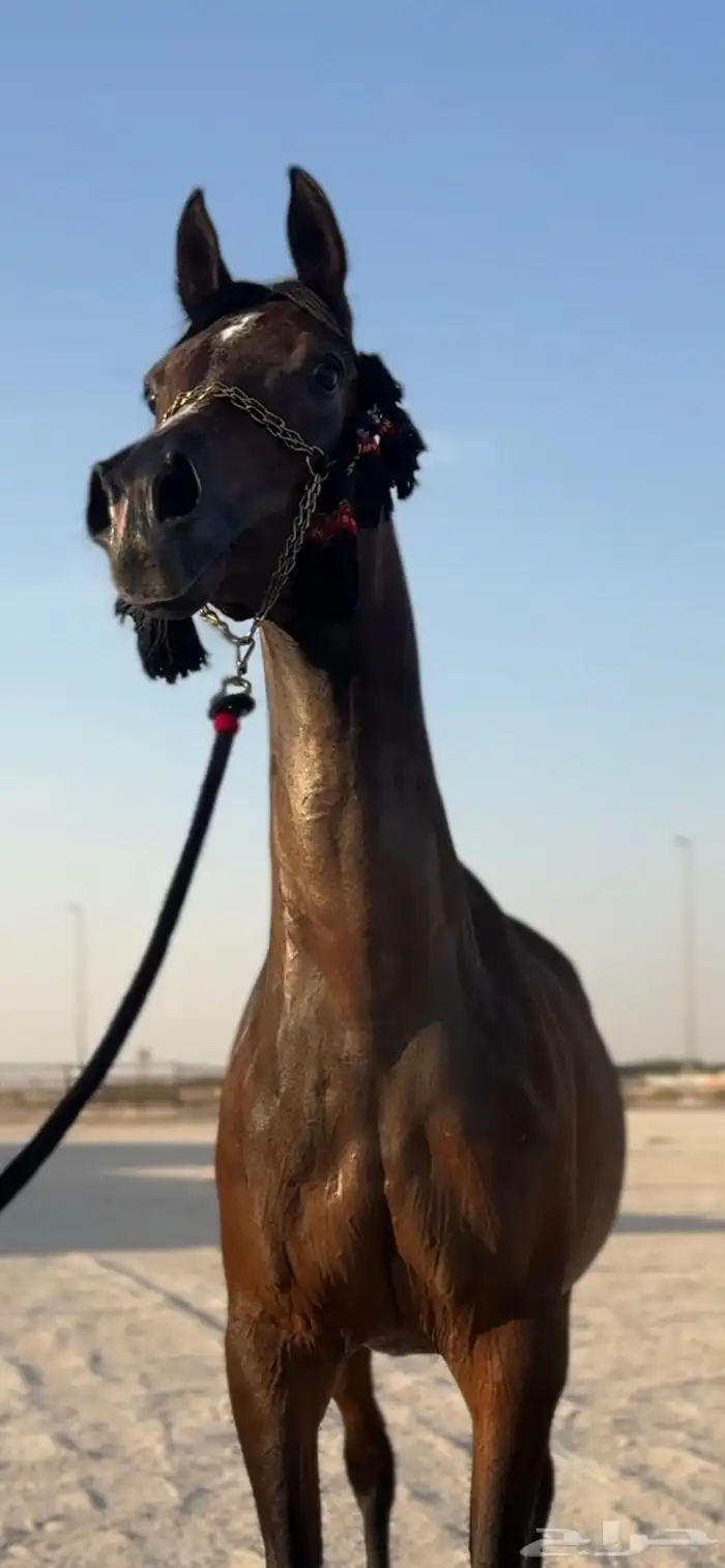 بنت غزال الشقب فاخرهه البيع سمح باذن الله 9