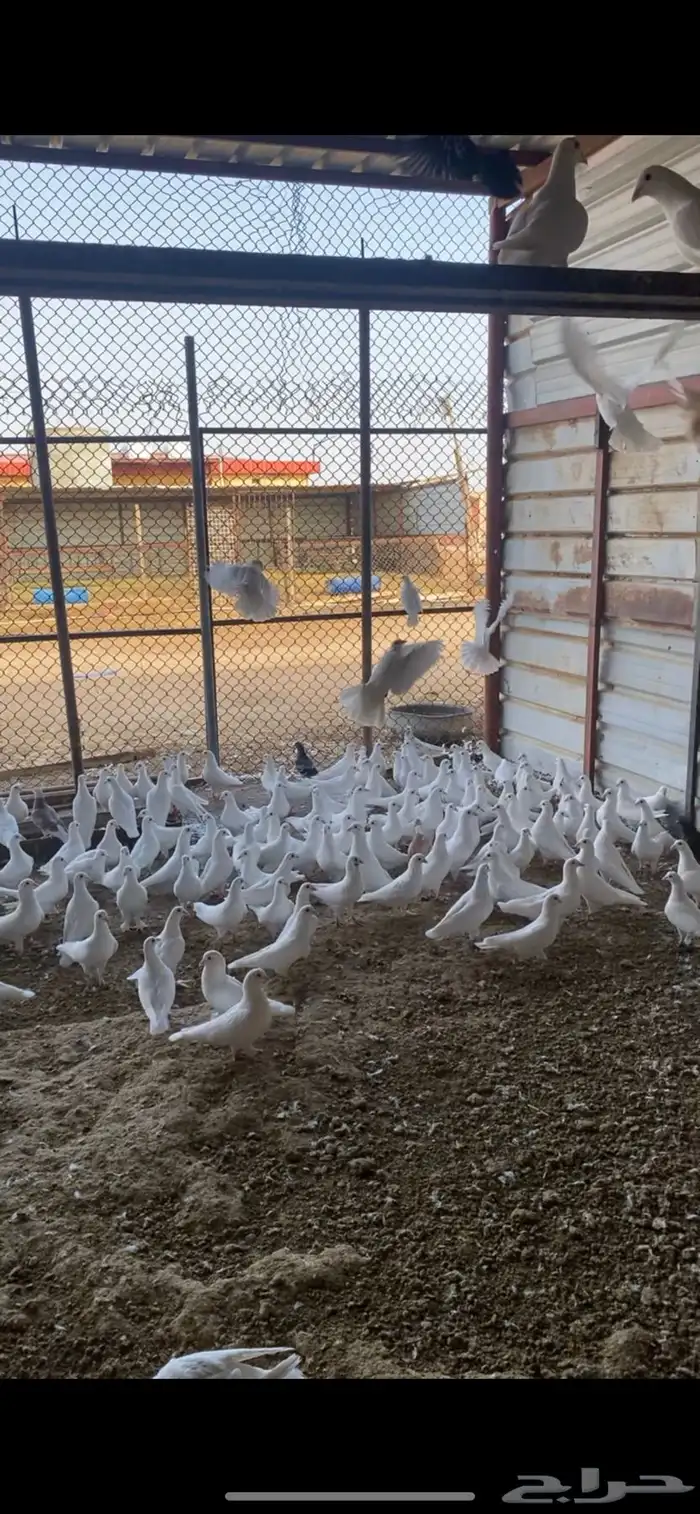 عشة حمام فرنسي 0