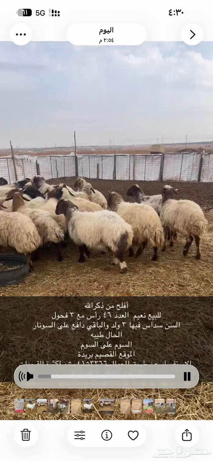 للبيع غنم نعيم و هجين 5