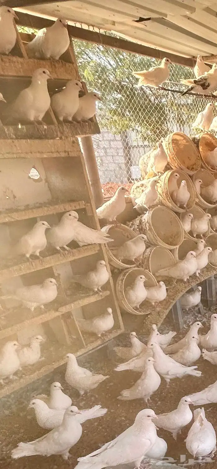 حمام فرنسي للبيع 0