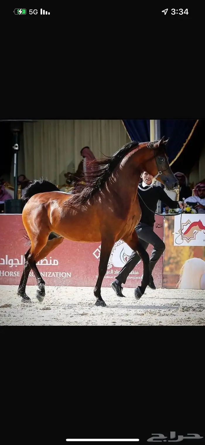 فرس شعبيه شيخه 2