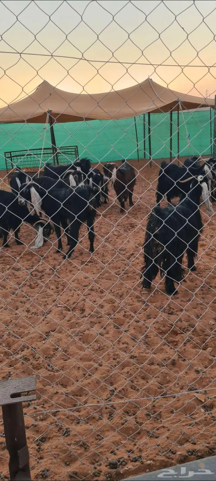 للبيع معزا عوارض 2