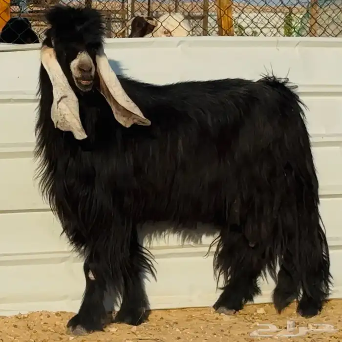 تيس عارضي خصم 0