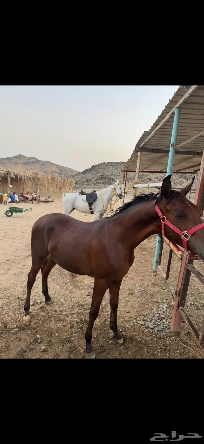 امهار للبيع 4