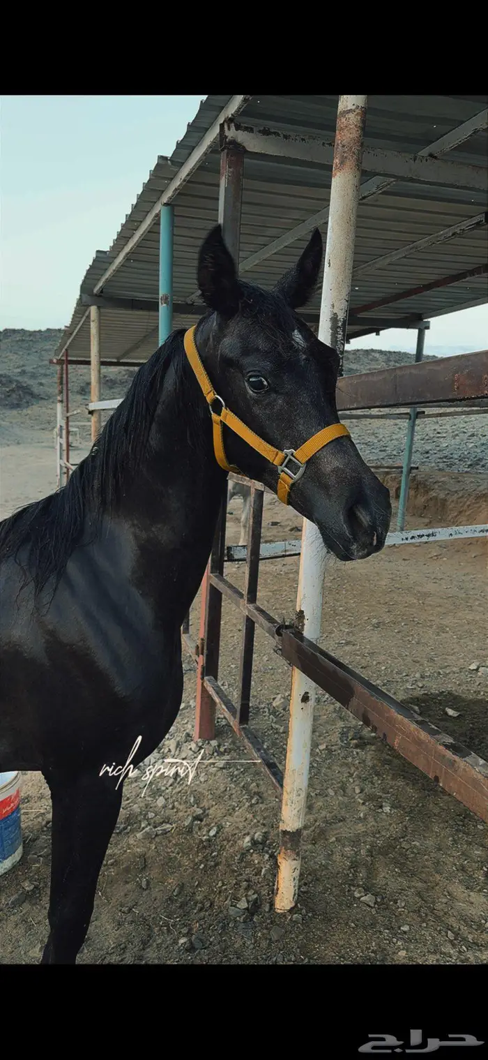 امهار للبيع 1