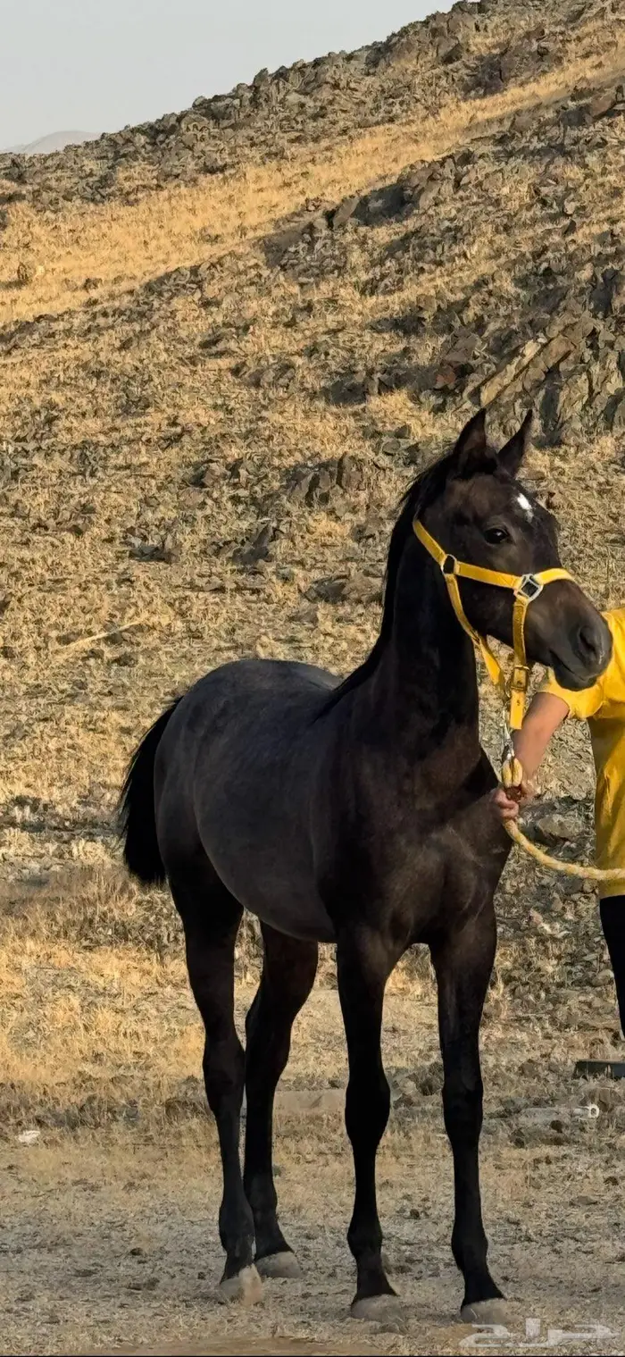 امهار للبيع 0