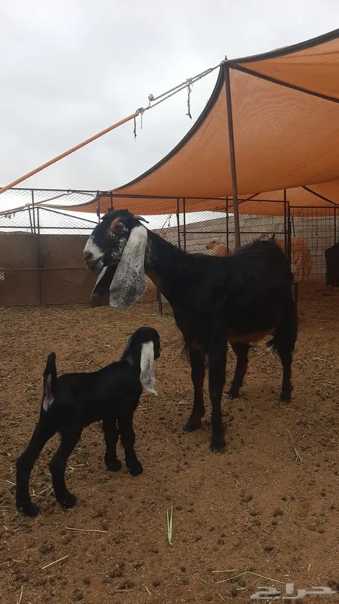 عنز عارضيه صنف تحتها جفره 2