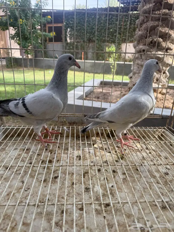 طبه حمام زاجل للبيع 0