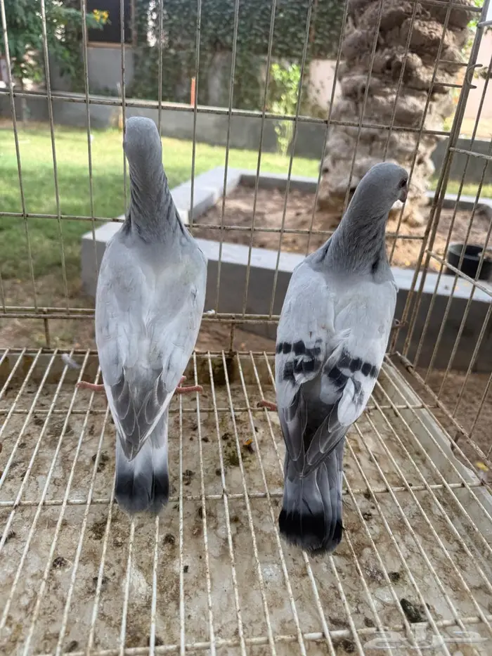 طبه حمام زاجل للبيع 5