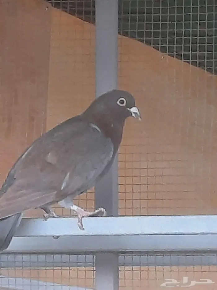 زاجل احمر حجم سوبر سوبر جامبو 4