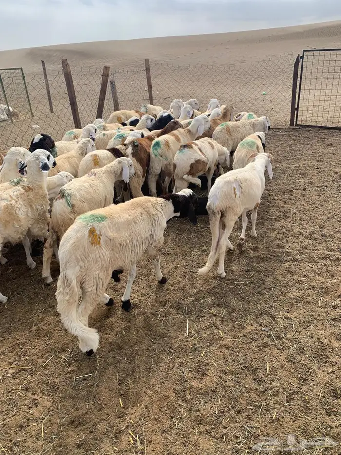 سواكني دمازين تربية للمناسبات 4