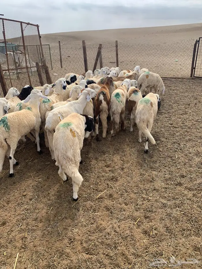 سواكني دمازين تربية للمناسبات 6