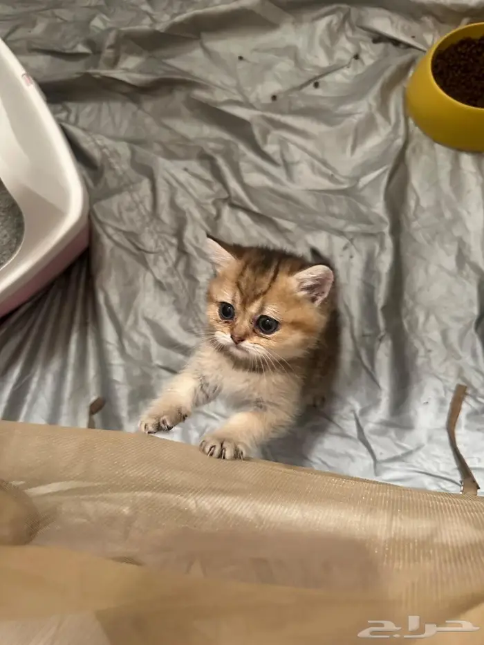 قطه كتبن سكوتش ستريت بيور للبيع 0