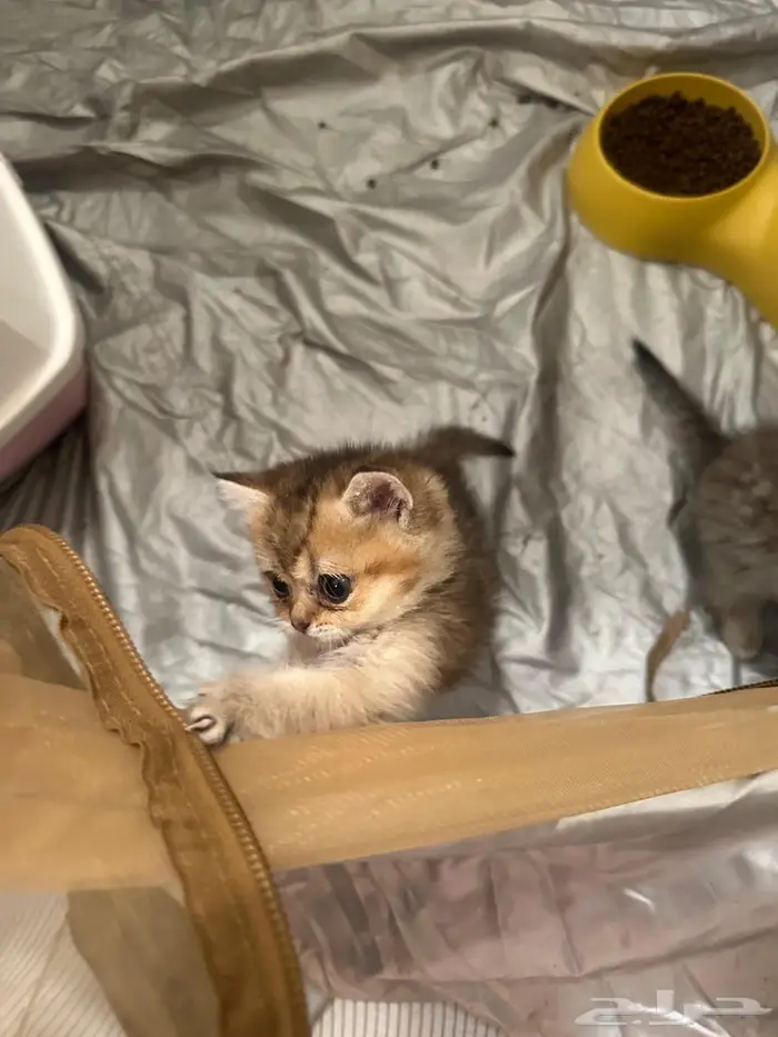 قطه كتبن سكوتش ستريت بيور للبيع 1