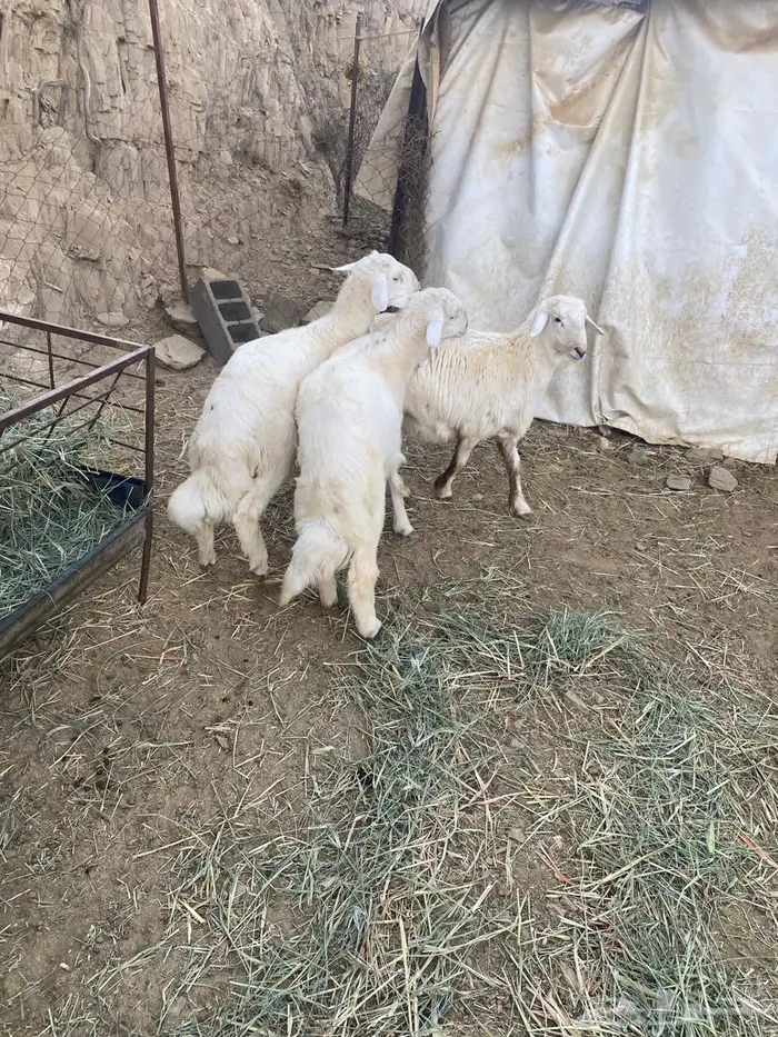 3 طليان للبيع 0