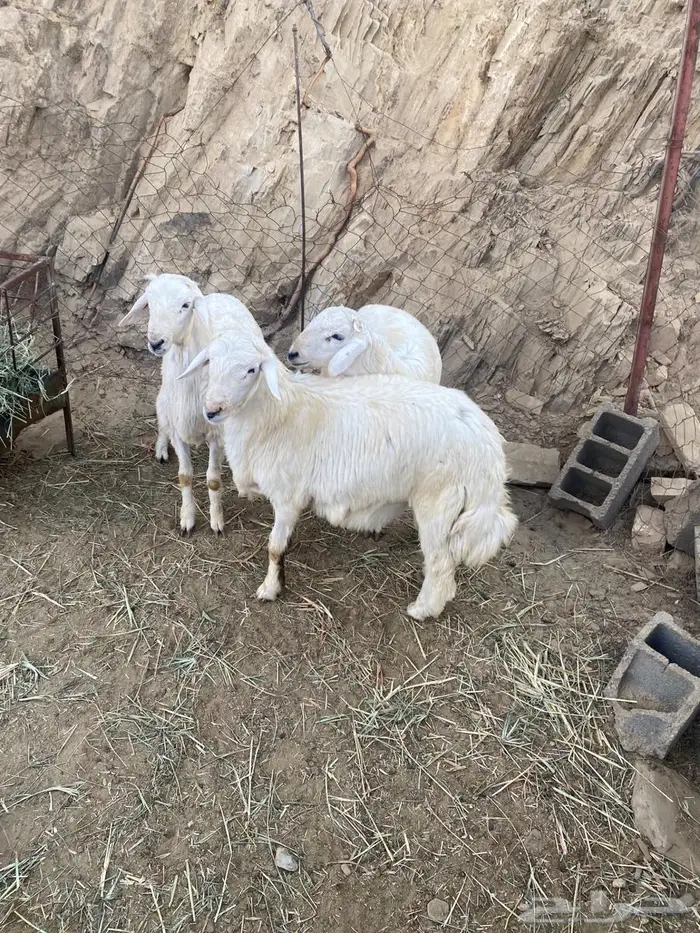 3 طليان للبيع 2