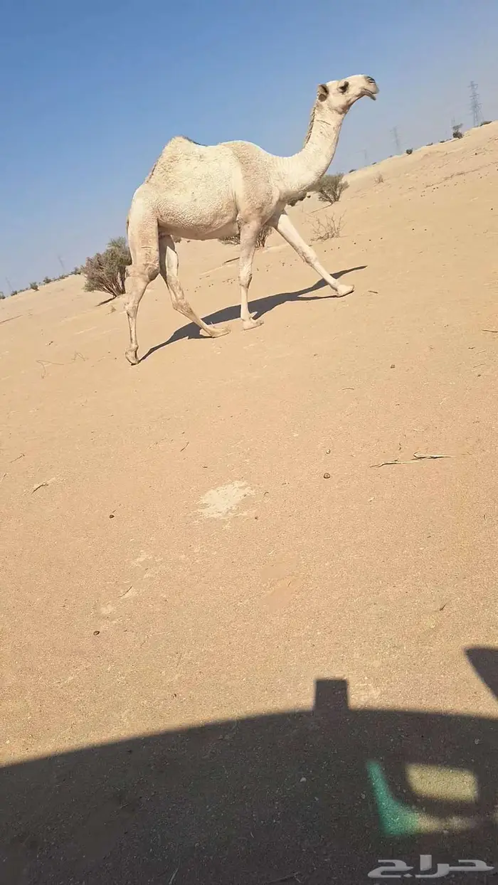 بكار كفوو. 0