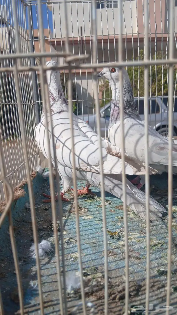 جوز جلابي منتج قبل كذا عندي على السوم 0