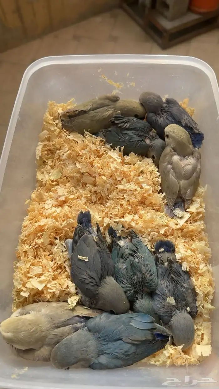 فروخ روز للبيع 0