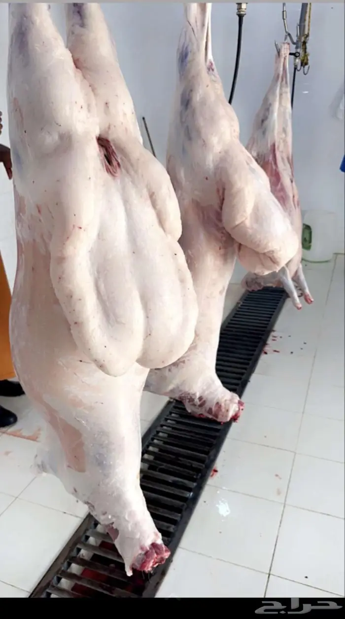 ذبائح للبيع معا السلخ والتوصيل 2