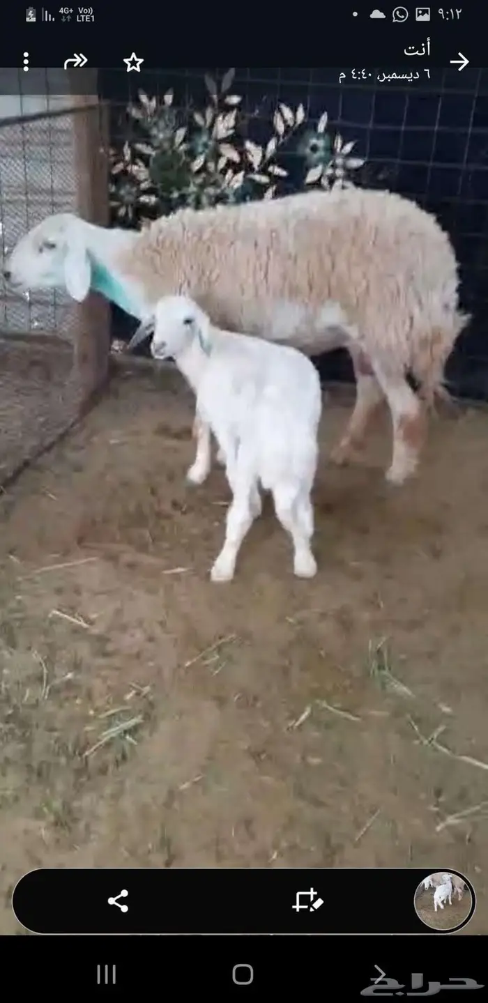 خروف حري عمره شهرين بيع 920 0