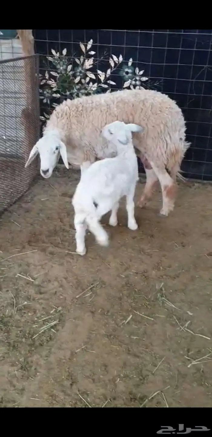 خروف حري عمره شهرين بيع 920 2