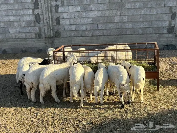 ذبائح للبيع معا أسلخ والتوصيل 1