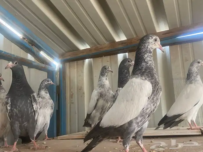 طبات باكستانيات 5