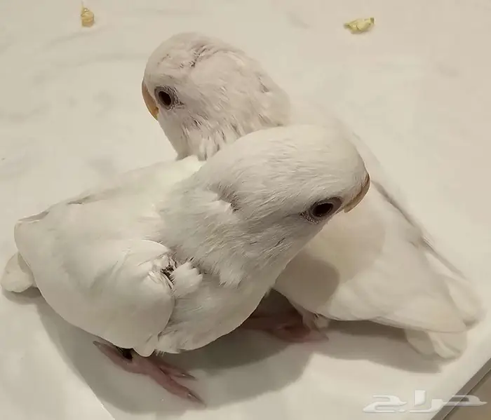 فرخين روز البينو عيون حمر 0