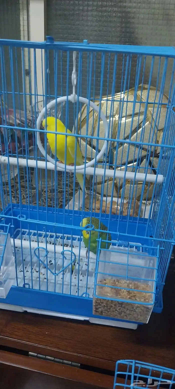 جوز بادجي مع قفص و بياضة 4