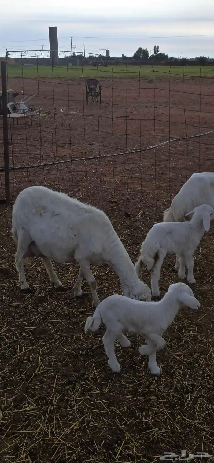 حريات مواليد 1