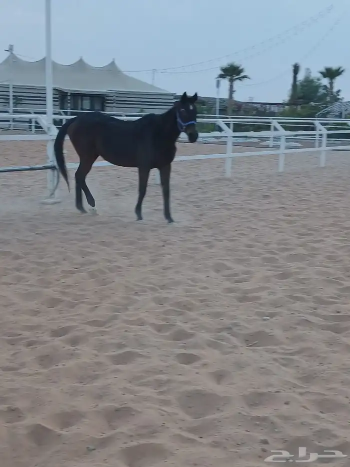 للبيع فرس انجليزيه 1