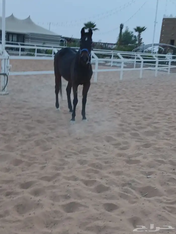 للبيع فرس انجليزيه 0