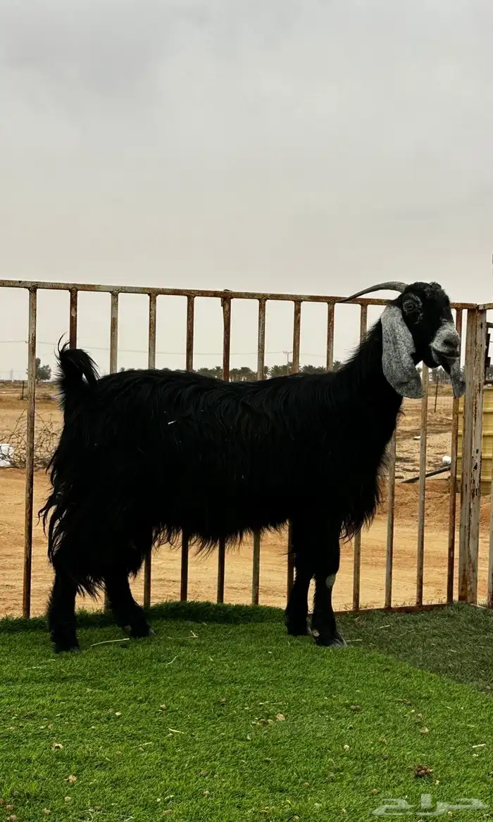 عنز عارضية 2