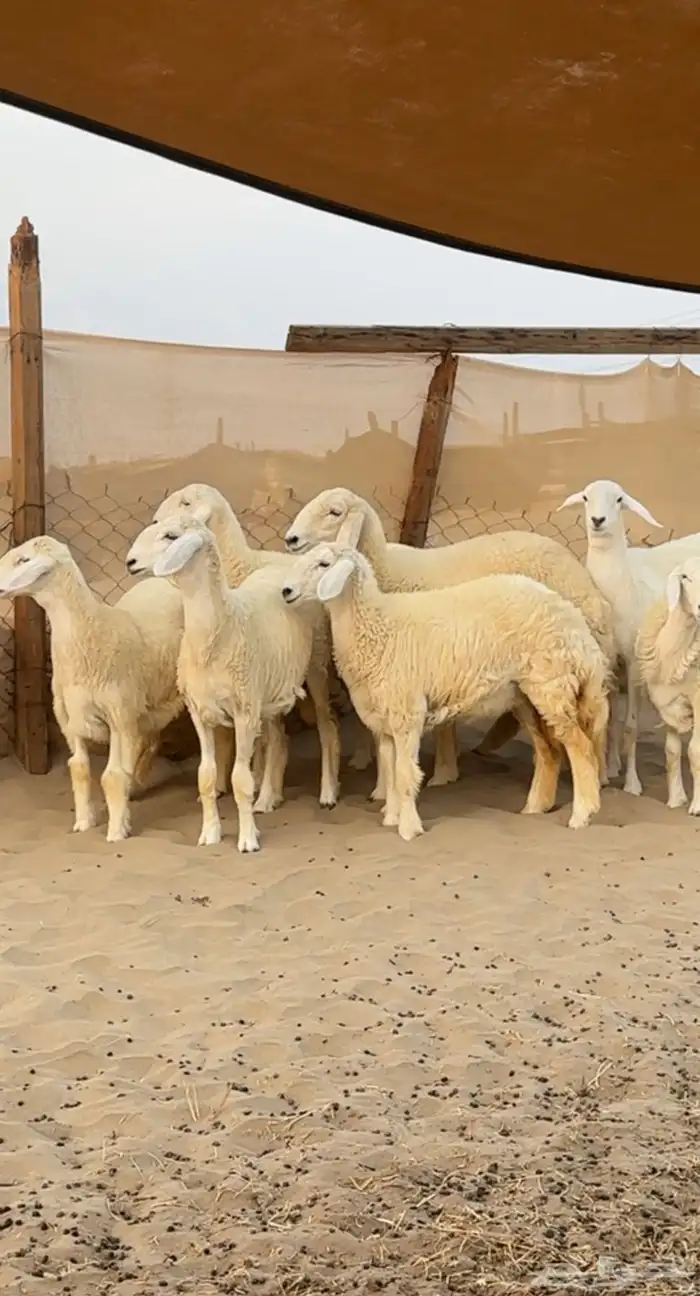 7 رخال صنف الصنف الي يبي يسس مراح القناي 0