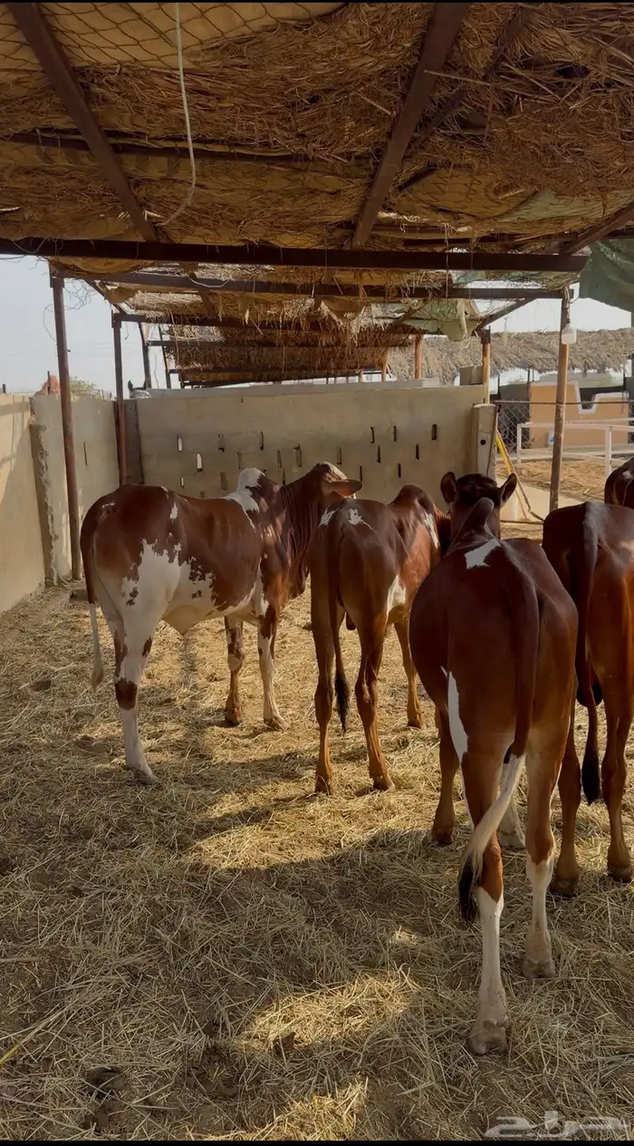 حسلان بلدي سمان وطيبه 0