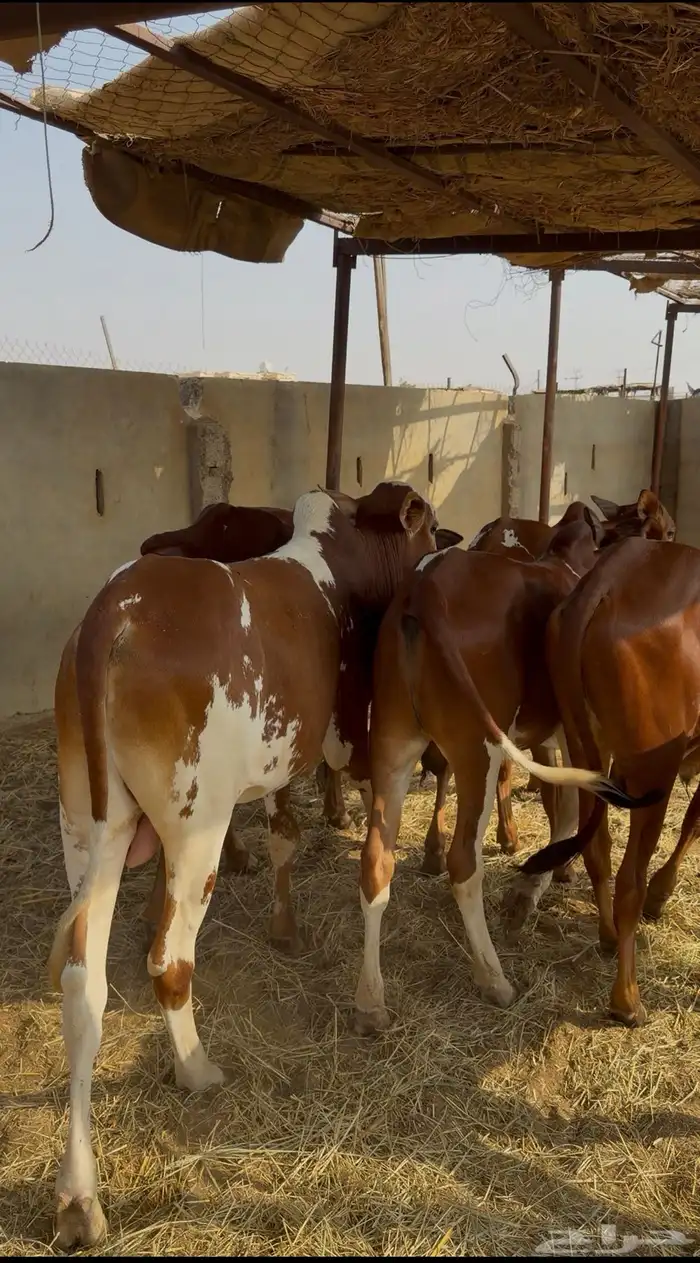 حسلان بلدي سمان وطيبه 3