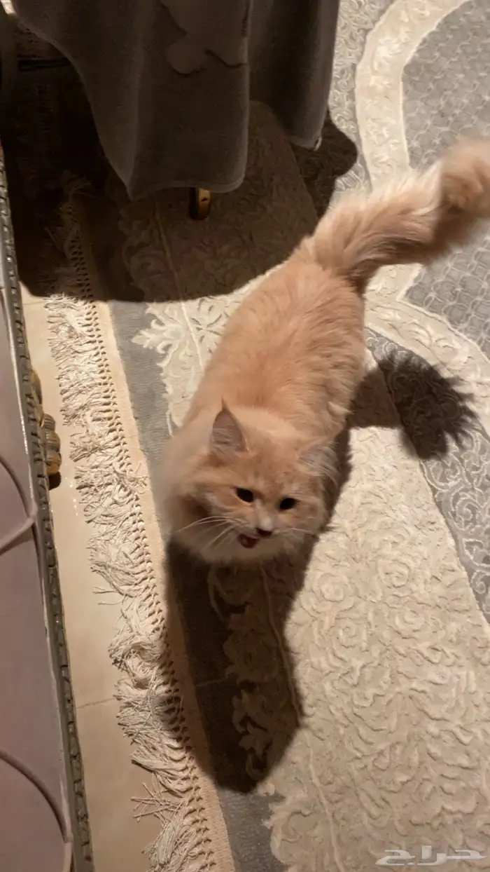 بسه لتبني عمره سنتين وكثر يتعود عل طول نضيف 3