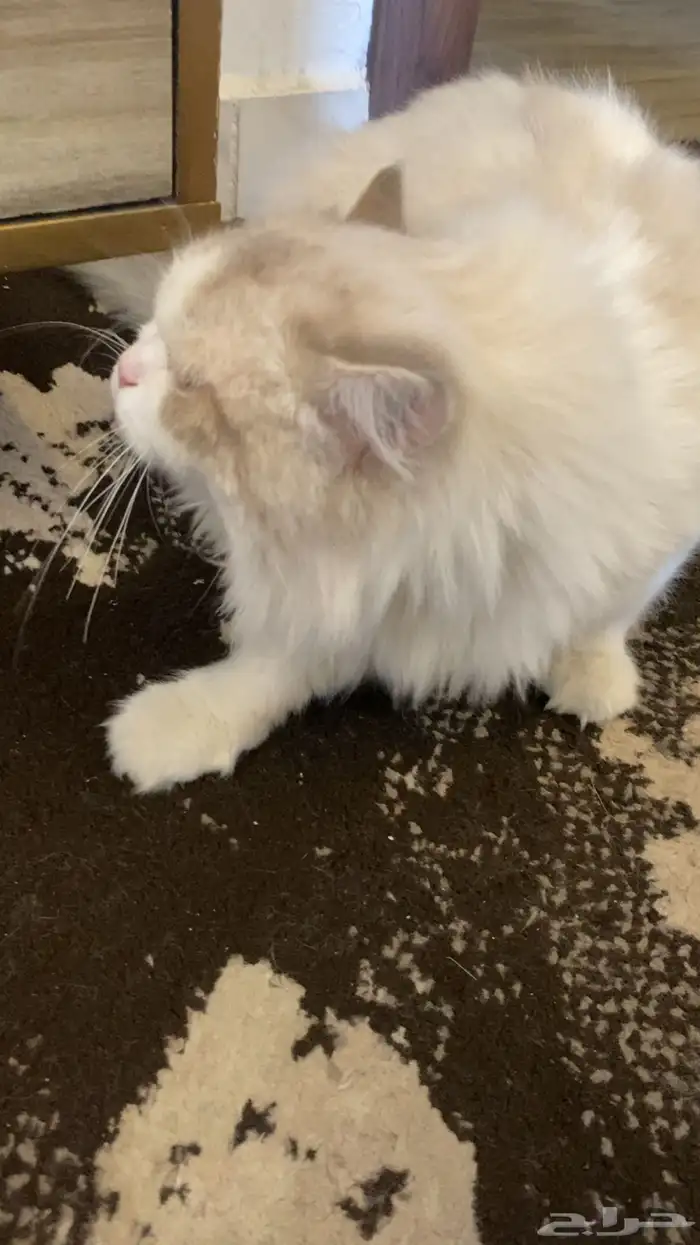 قطة همالايا للبيع أنثى كيوت وتلعب هادئة قطه بيت 4