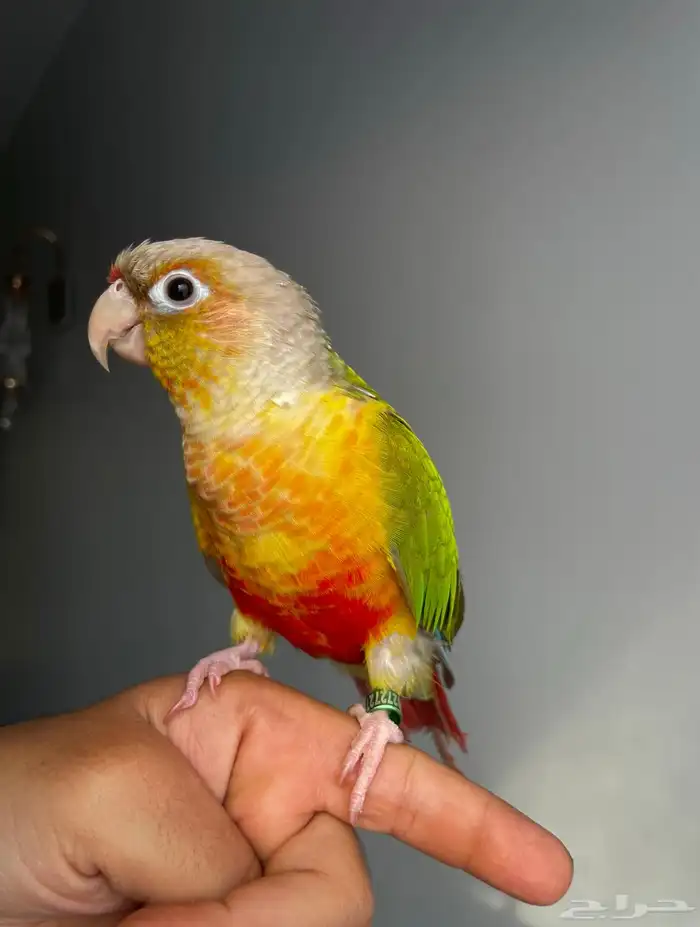 ببغاء كنيور اليف ومتكلم رد فاكتور 7