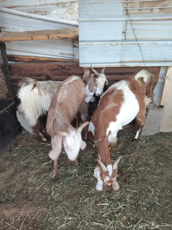 جفار جذعات وثنايا كلهم صغار سن 6