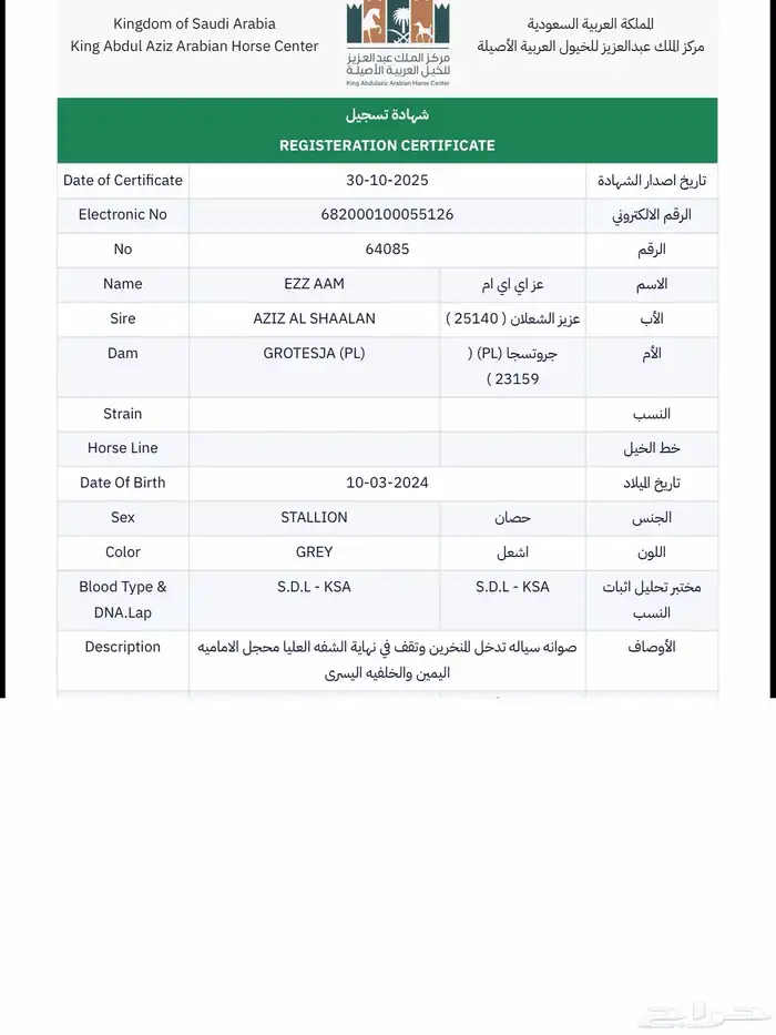 مهره واهو فاخر حفيد بسكويل 3