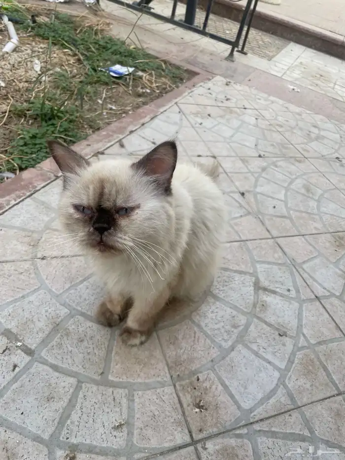 قطة للتبني او للانقاذ في مكة حي العوالي 2