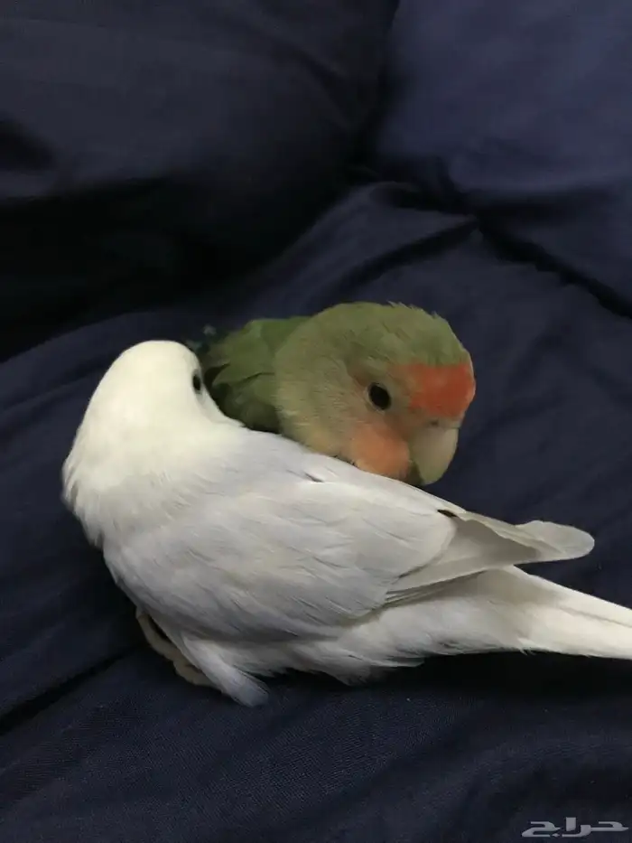 ابغا حيوان اليف لتبني انا ربيت كل ذول الي فصور 2