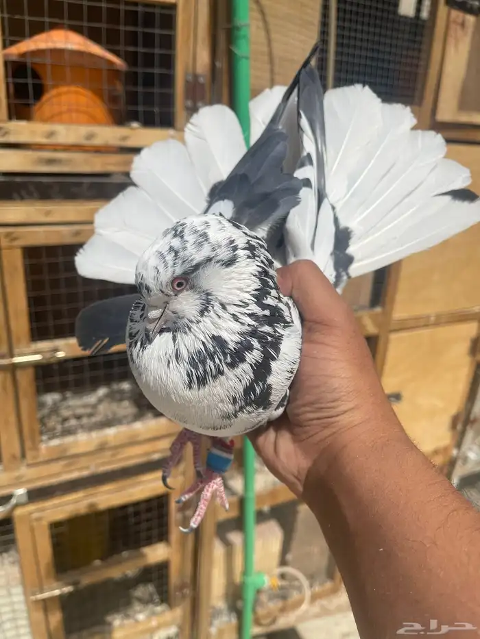 حمام قطايف شرط للمطير وفيها طيور مميزة 16