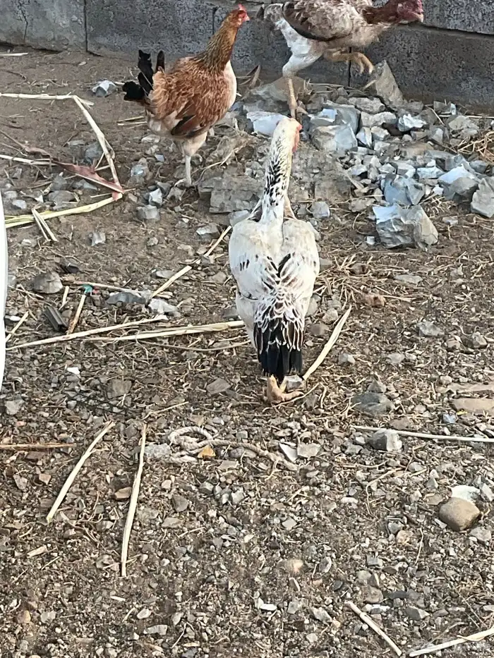 دجاجه فارسي 2