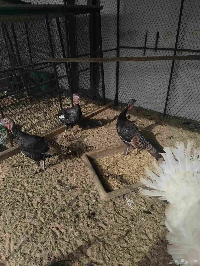 دجاج رومي منتجات 4