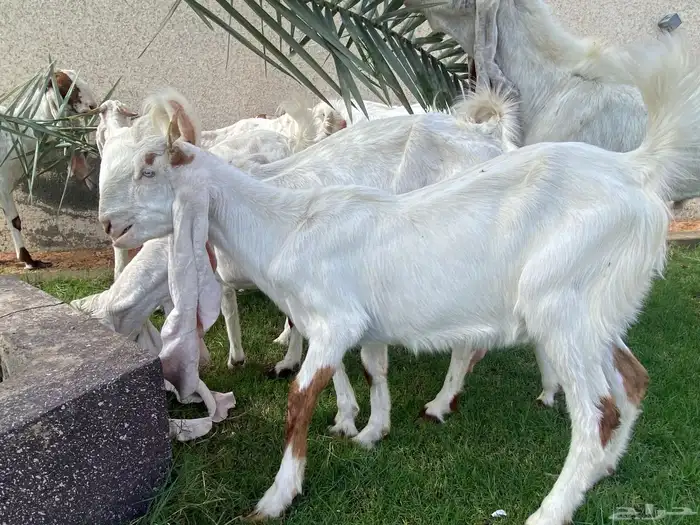 معزاء هولنديه ومشركات للبيع 14