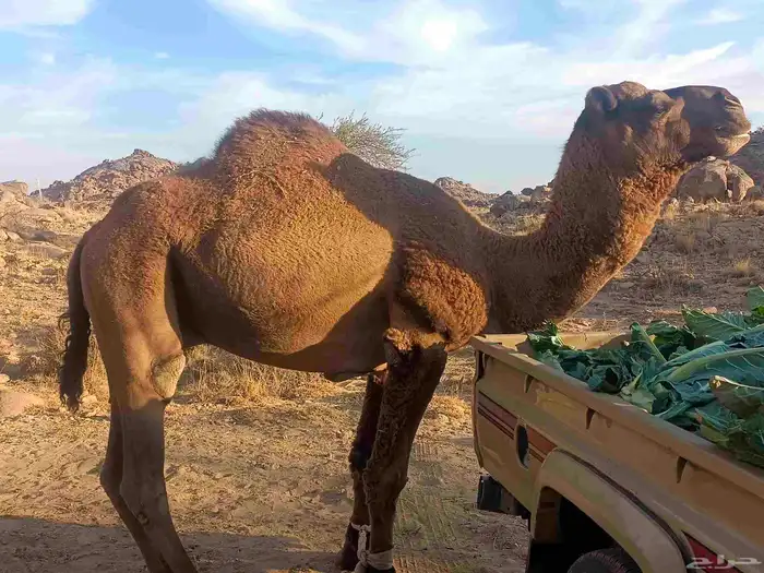 بعير قعود جمل احمر 7