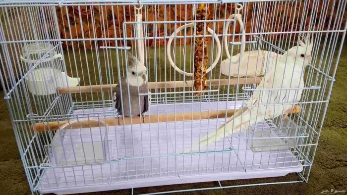 طيور ببغان ذكر انثى كروان 9